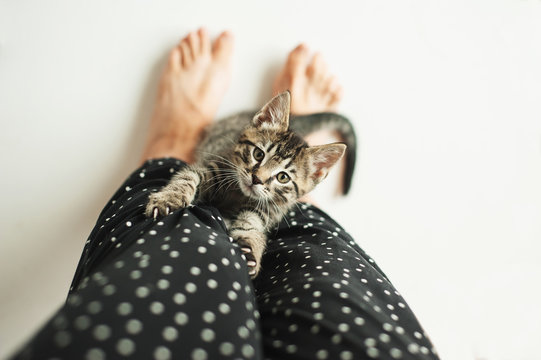 Kittens