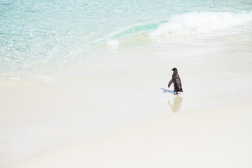 Penguin on white sand beach