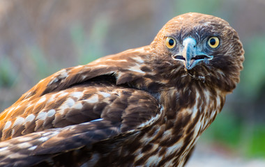 Young red-tailed hawk standing still and looking into camera