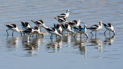 Black and white  shore birds feeding in silvery-blue water with rippled reflections