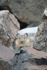 Pika Staredown