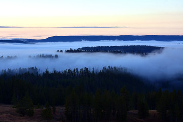Misty Foggy Forest Sunrise