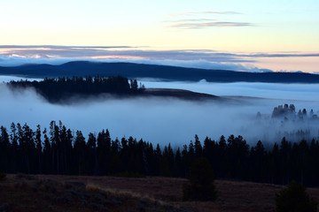 Misty Foggy Forest Sunrise