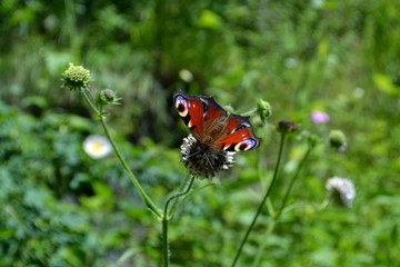 Mariposa posando