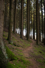 Obraz premium In The Woods 059
