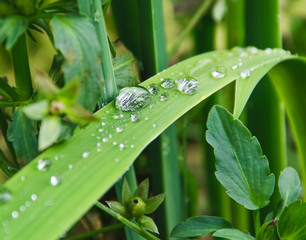 Grass with drops after a rain close up
