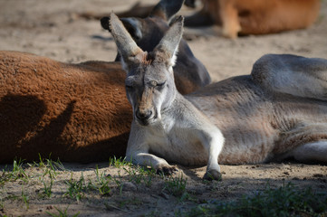 Kangaroo