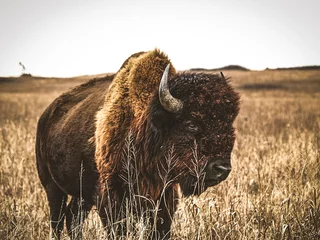 Fototapete Bison Büffel