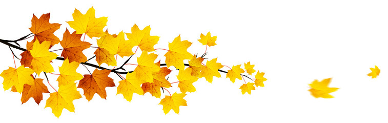 Fototapeta na wymiar Goldener Herbst auf weissem Hintergrund