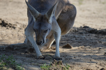 Kangaroo