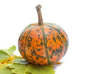 Food Concepts. Closeup of Natural Yellowish Pumpkin with Long Stem Over Pure white Background. Laid with Maple Leaves.