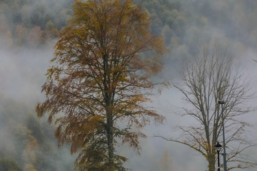 Panorama of the foggy winter landscape