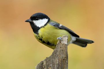 Fototapeta premium Cinciallegra