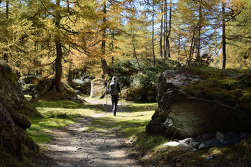 Fototapeta na wymiar Wanderer im Lärchenwald (Larix decidua) im goldenen Herbst in den Alpen
