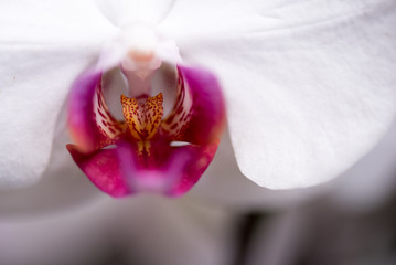 orchid