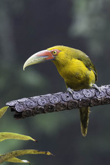 Pteroglossus bailloni