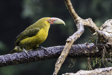 Pteroglossus bailloni