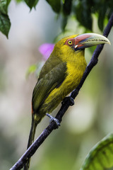 Pteroglossus bailloni