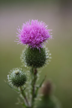 Purple Thistle Plant Covered In Dew