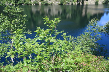 rowan and mountain ash tree in pyrenean mountain, Sorbus aucuparia