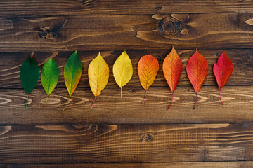 Autumn leaves transition from green to red on wooden background. Concept change of season.