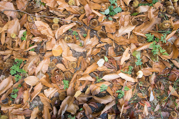foglie secche in un bosco di castagni
