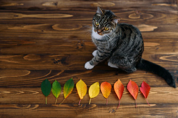 Funny home cat sitting on a wooden background with autumn leaves and looking for the camera. Lovely pets.