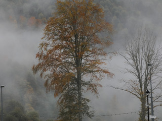 Obraz na płótnie Canvas Panorama of the foggy winter landscape