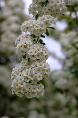 white flowering bush