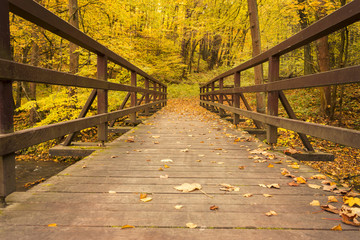 Bridge road with leaf surrounded of trees in autumn