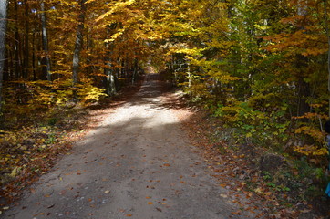 Autumn colours forest