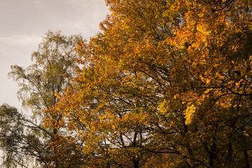 Trees leafs in autumn