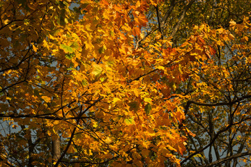 Trees leafs in autumn
