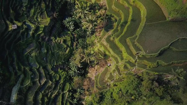 green rice terrace in bali indonesia