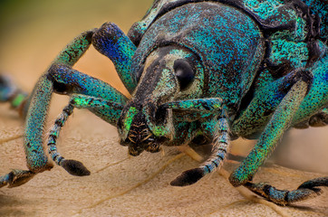 Eupholus schoenherri (Picudo azul)