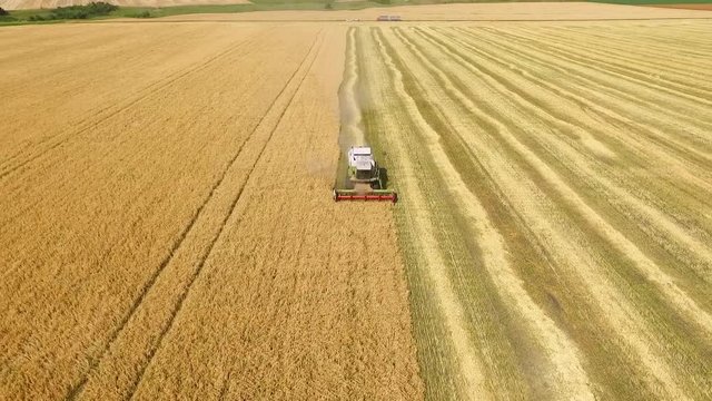 Harvesting corn in autumn Aerial top view. Harvester machine working in field . Combine harvester agriculture machine harvesting golden ripe wheat field. Agriculture. Aerial view. From above. 