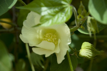 Close up of Fresh Cotton Flower on Branch.
