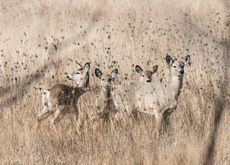 Naklejki  Deer in the field