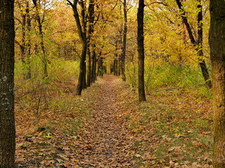 Pathway through the beautiful autumn forest. Autumn landscape.