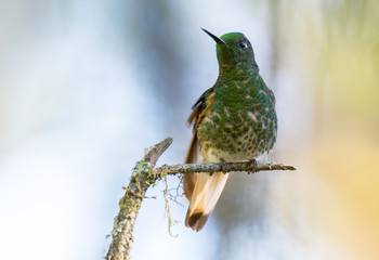 Hummingbird