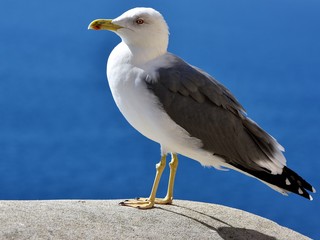 Seagull
