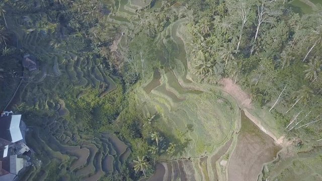 green rice terrace in bali indonesia