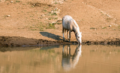 Palomino stallion wild horse reflecting in the water while drinking at the water hole in the...