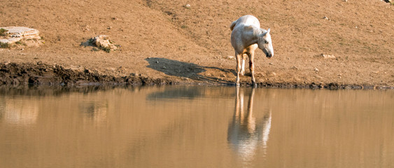 Palomino stallion wild horse reflecting in the water at the water hole in the Pryor Mountains Wild...