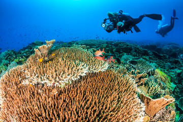 SCUBA diver with a camera swimming over a colorful, healthy, tropical coral reef