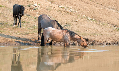 Red Roan mare reflecting in the water while drinking at the waterhole with Grulla and Black wild...