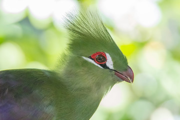 Green Turaco