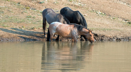 Red Roan mare reflecting in the water while drinking at the waterhole with Grulla and Black wild horses in the Pryor Mountains Wild Horse Range in Montana United States