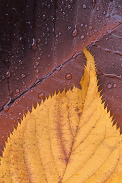 closeup macro of two leaves with dewdrops on ground