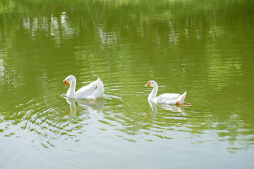 Two white goose swimming together in the river